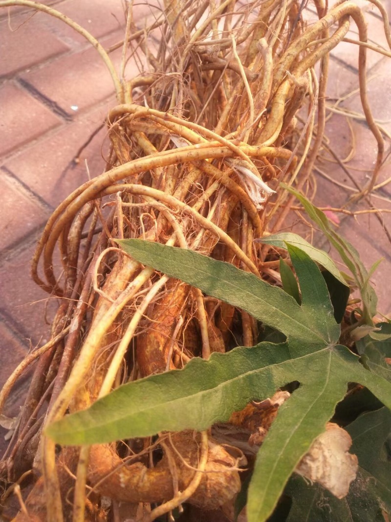 野生土茯苓精粉