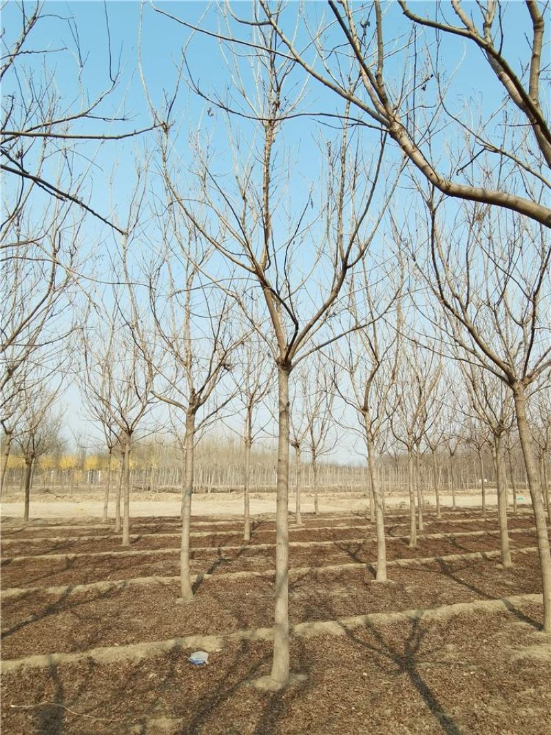8-9-10公分栾树优良树种河北保定栾树基地