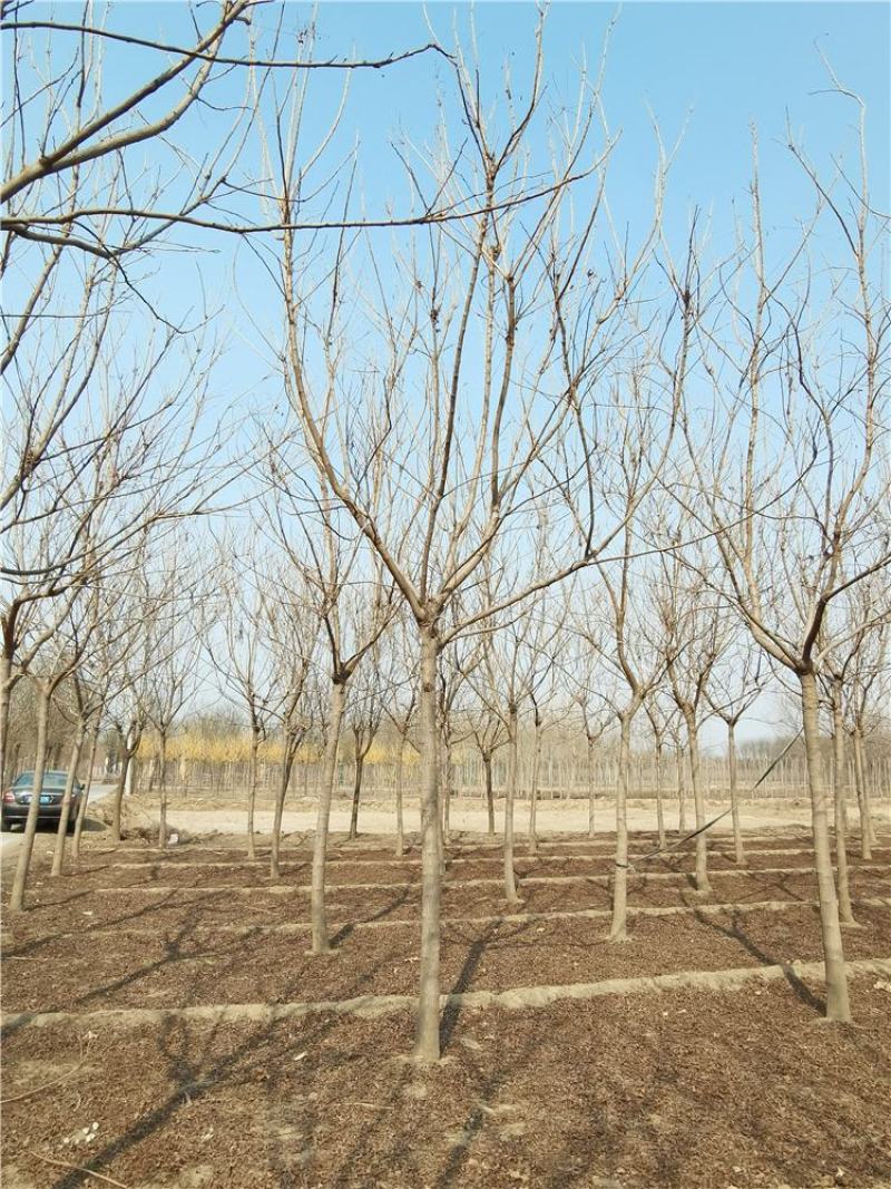 8-9-10公分栾树优良树种河北保定栾树基地