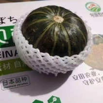 礼盒装板栗味贝贝南瓜一件代发5斤包邮产地直采发支持各包装