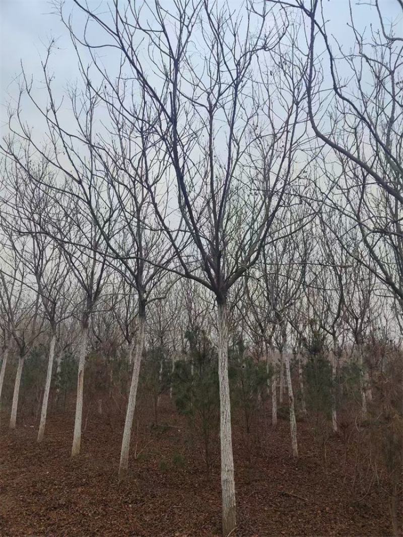 10-11-12公分栾树/北京栾市场价格河北基地报价