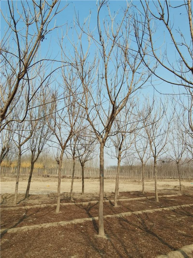 10-11-12公分栾树/北京栾市场价格河北基地报价