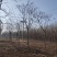 10-11-12公分栾树/北京栾市场价格河北基地报价