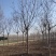 10-11-12公分栾树/北京栾市场价格河北基地报价