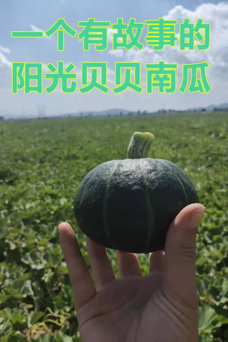 礼盒装板栗味贝贝南瓜一件代发5斤包邮产地直采发支持各包装