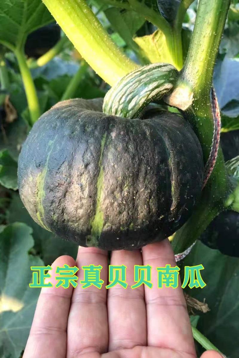 礼盒装板栗味贝贝南瓜一件代发5斤包邮产地直采发支持各包装
