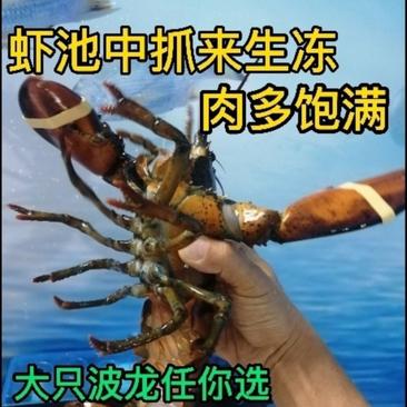 活冻龙虾新鲜活冻波龙速冻发货质量好营养足保鲜速运