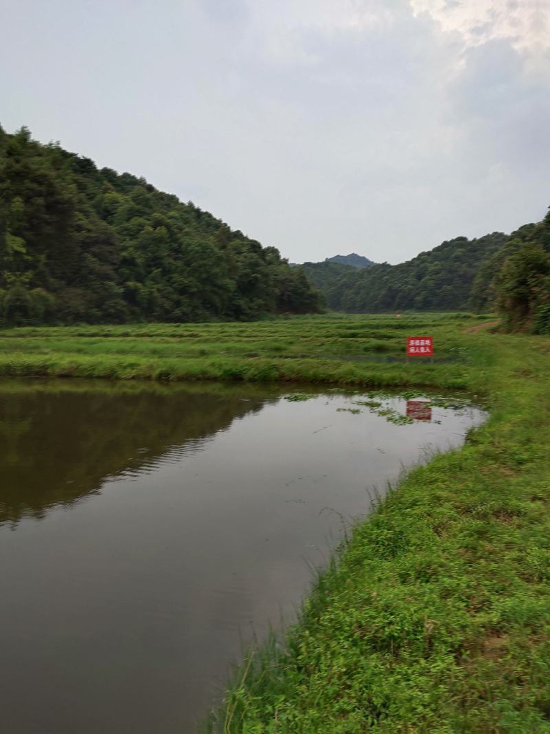 江西省宜丰县本地田螺