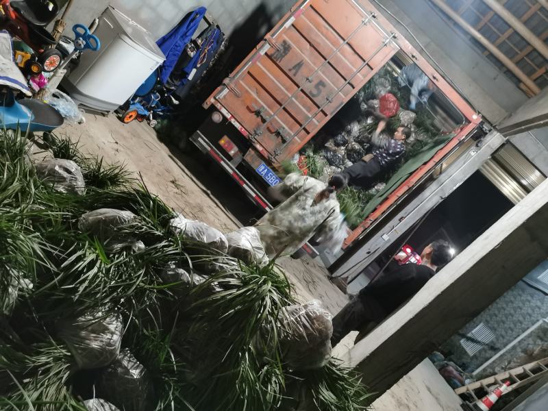 兰花，春兰，兰花盆景，兰花基地，观赏兰花，