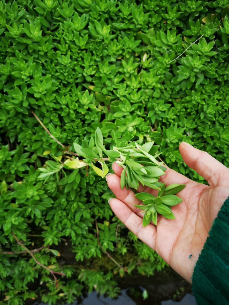 {推荐}垂盆草苗，基地址发，技术指导，全国发货，质量保证