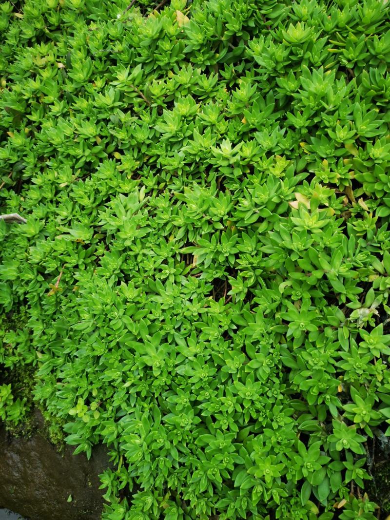 {推荐}垂盆草苗，基地址发，技术指导，全国发货，质量保证