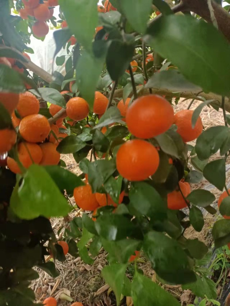 沙糖桔产地大量出货，口感好，颜色好，果靓干净，水份充足甜