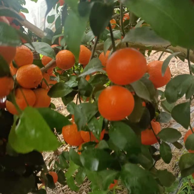 沙糖桔产地大量出货，口感好，颜色好，果靓干净，水份充足甜