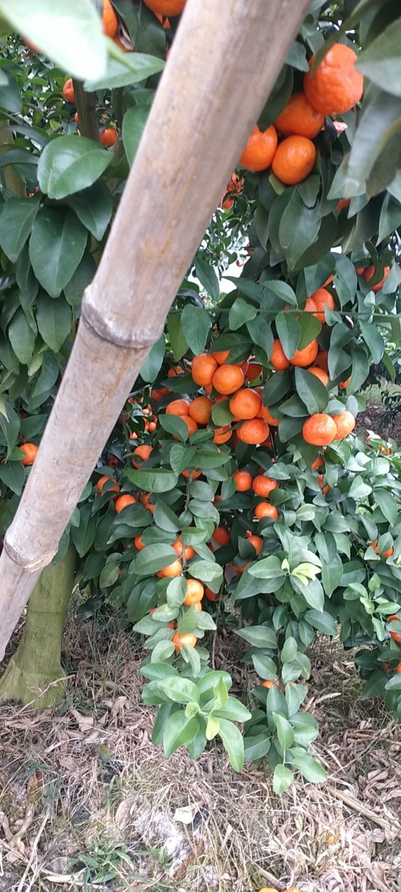沙糖桔产地大量出货，口感好，颜色好，果靓干净，水份充足甜