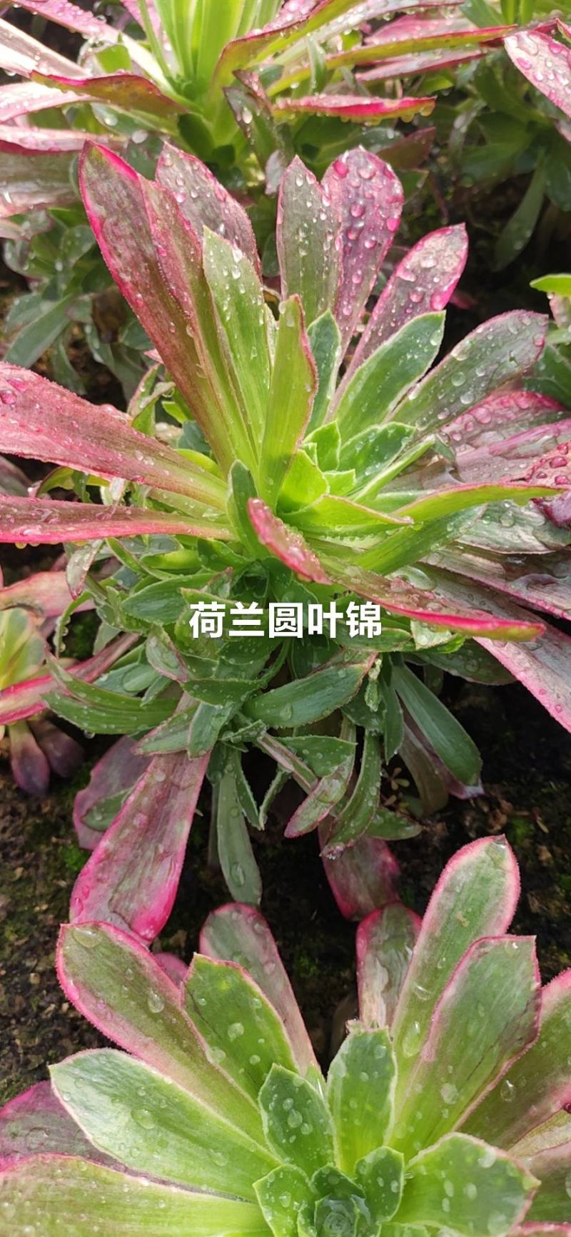 法师多肉基地直销欧版紫羊绒基地批发，可混批。