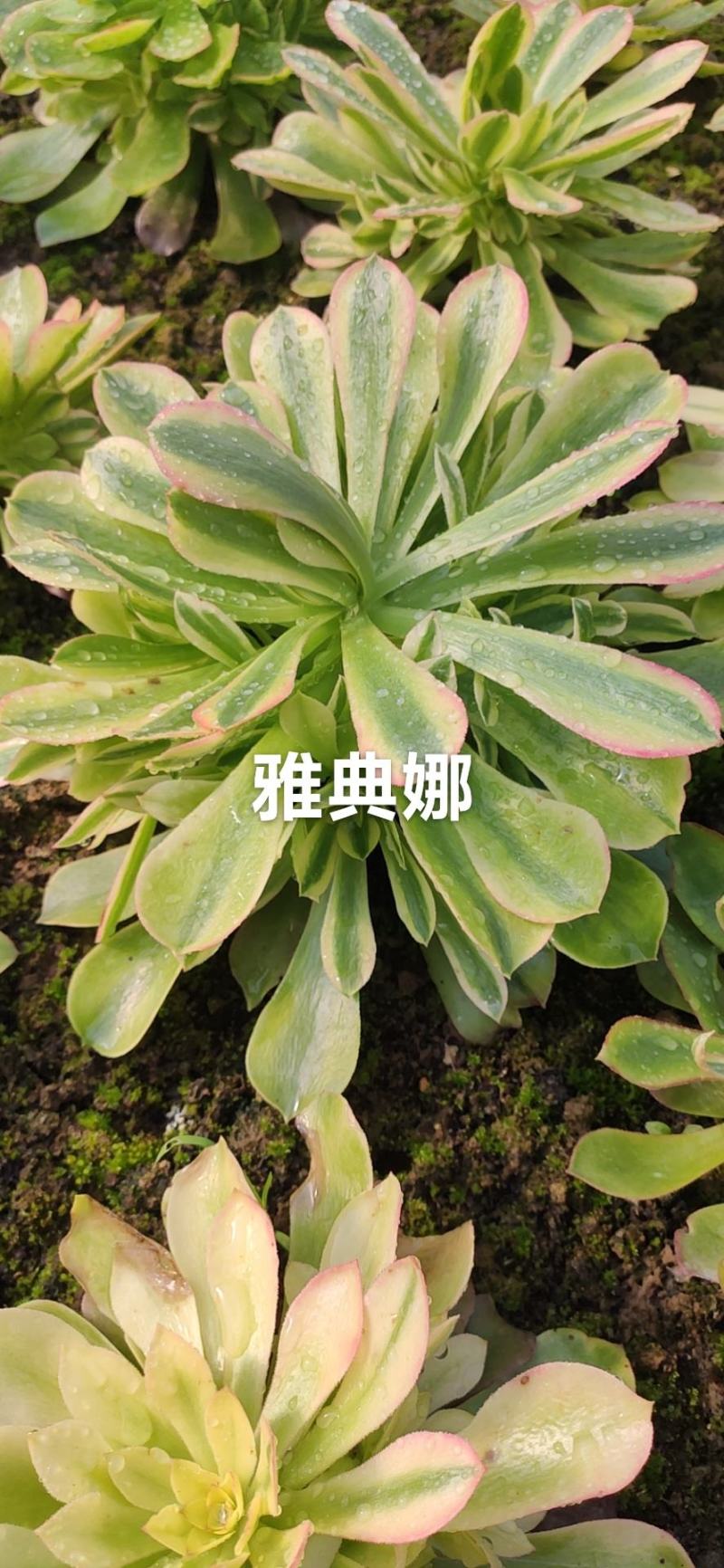 法师多肉基地直销欧版紫羊绒基地批发，可混批。