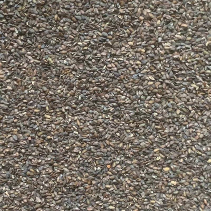 车前子【包邮】三斤起发货可批量可零售量大从优