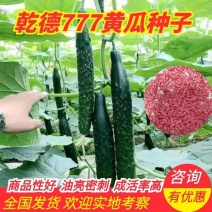 强雌油亮密刺黄瓜种子乾德777把短条直欢迎选购