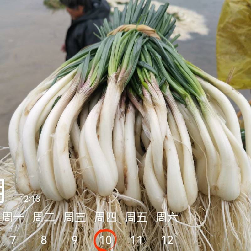 今天4600斤，祝两个老板发财！欢迎各位老板要货联系！
