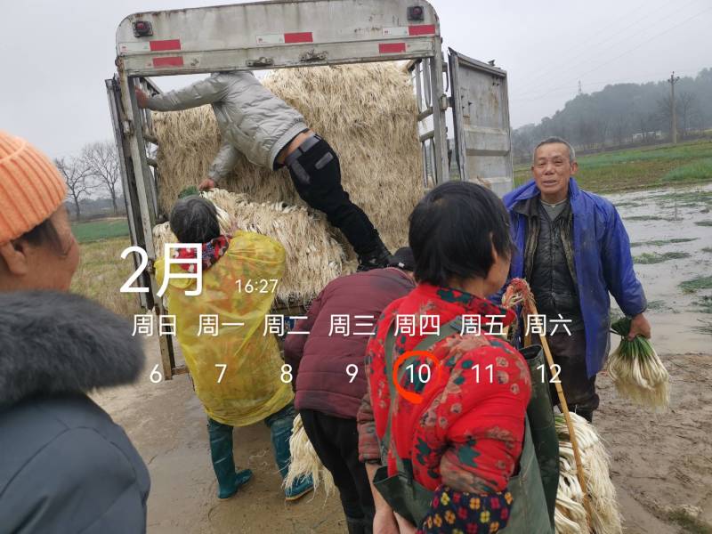 今天4600斤，祝两个老板发财！欢迎各位老板要货联系！