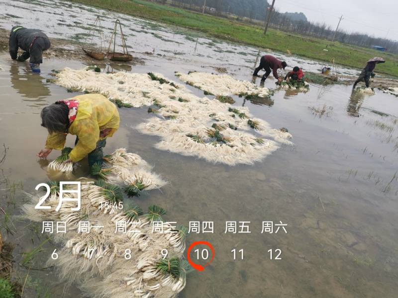 今天4600斤，祝两个老板发财！欢迎各位老板要货联系！