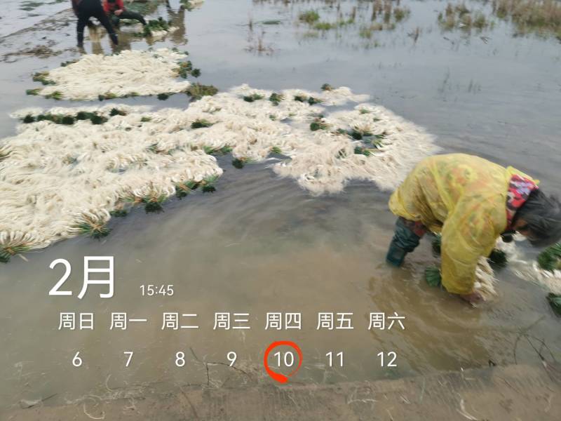 今天4600斤，祝两个老板发财！欢迎各位老板要货联系！