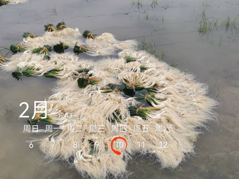 今天4600斤，祝两个老板发财！欢迎各位老板要货联系！