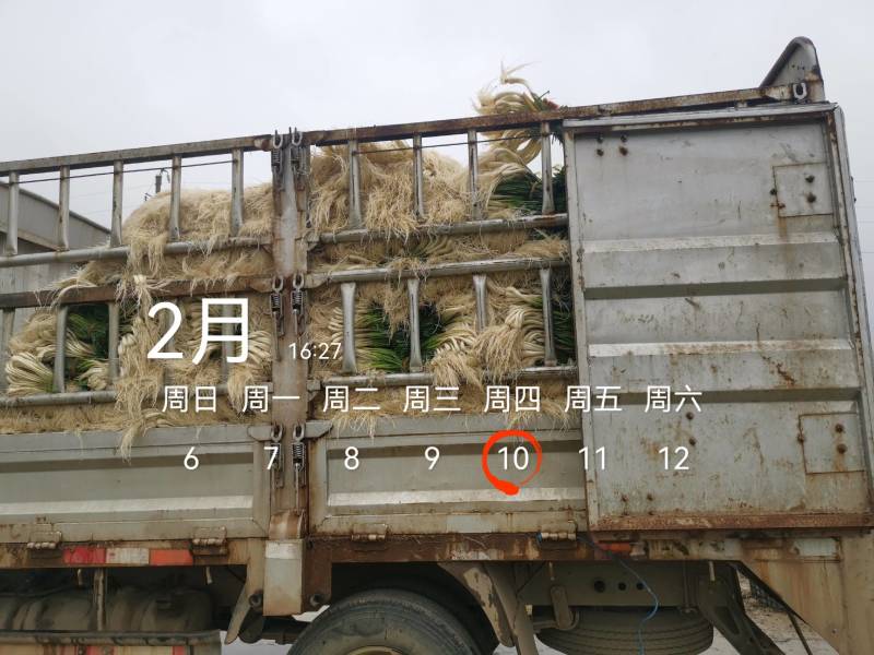 今天4600斤，祝两个老板发财！欢迎各位老板要货联系！