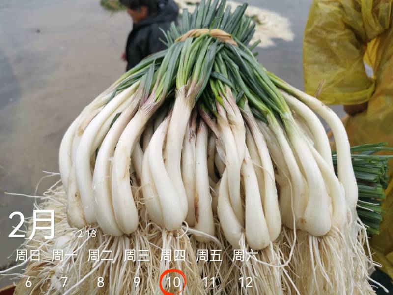 今天4600斤，祝两个老板发财！欢迎各位老板要货联系！