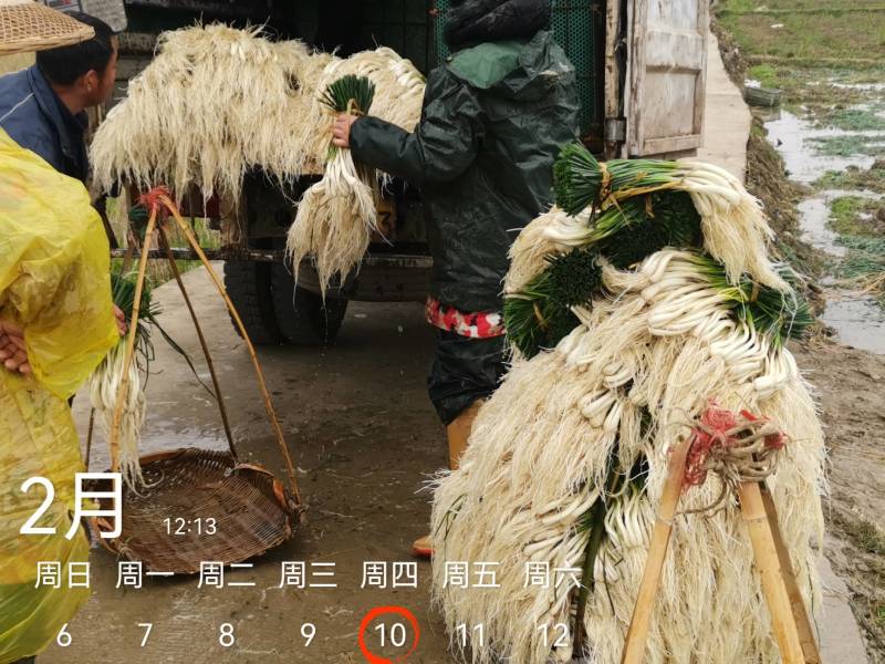 今天4600斤，祝两个老板发财！欢迎各位老板要货联系！