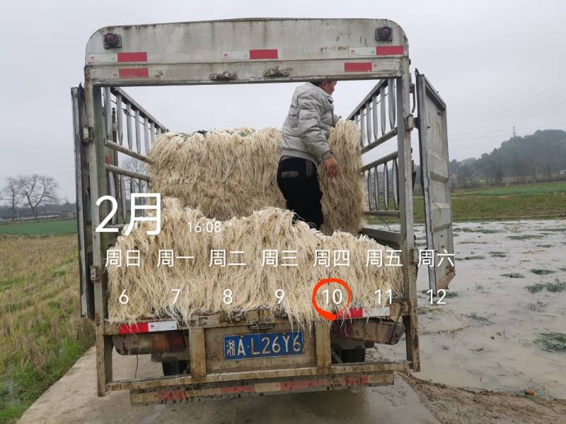 今天4600斤，祝两个老板发财！欢迎各位老板要货联系！