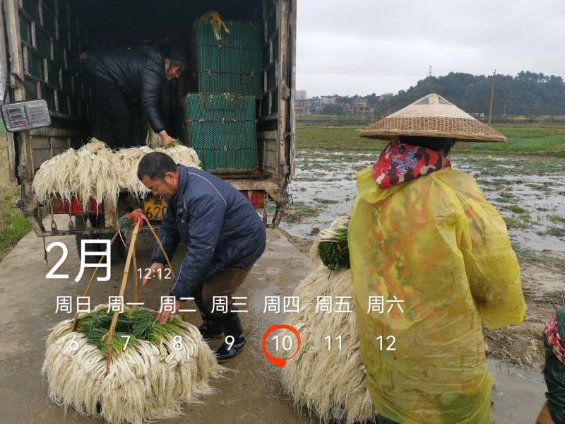 今天4600斤，祝两个老板发财！欢迎各位老板要货联系！
