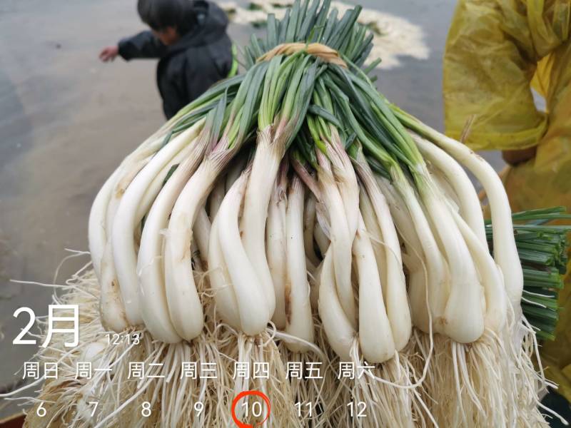 今天4600斤，祝两个老板发财！欢迎各位老板要货联系！