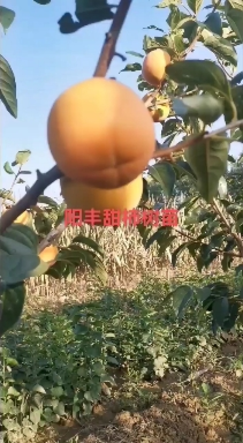 山西运城绛县柿子树苗阳丰甜柿子苗，各种规格