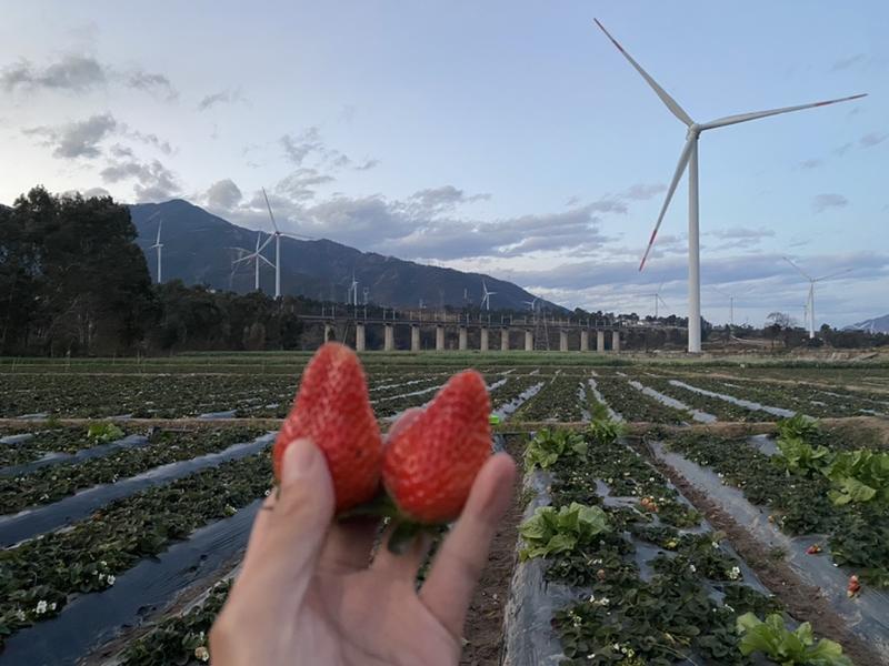 【现摘现发】大凉山露天冬草莓阳光日晒充足基地直发