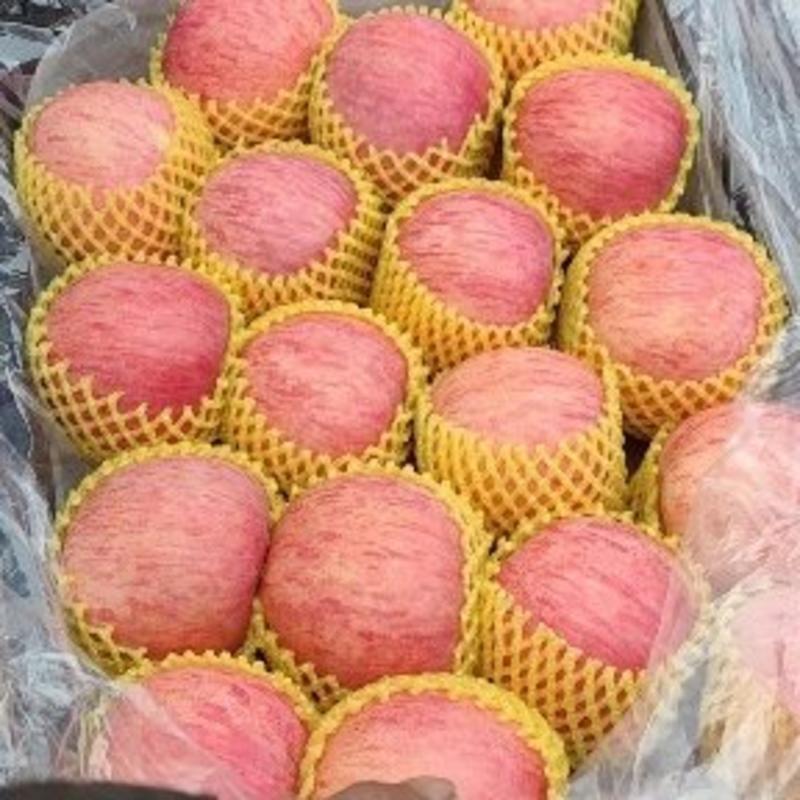 山东精品红富士大量供应【全红条纹果颜色好果，脆甜价低