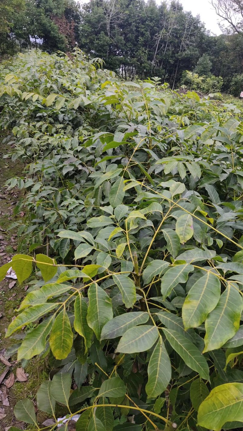 乌榄，黑橄榄杯苗，50高以上