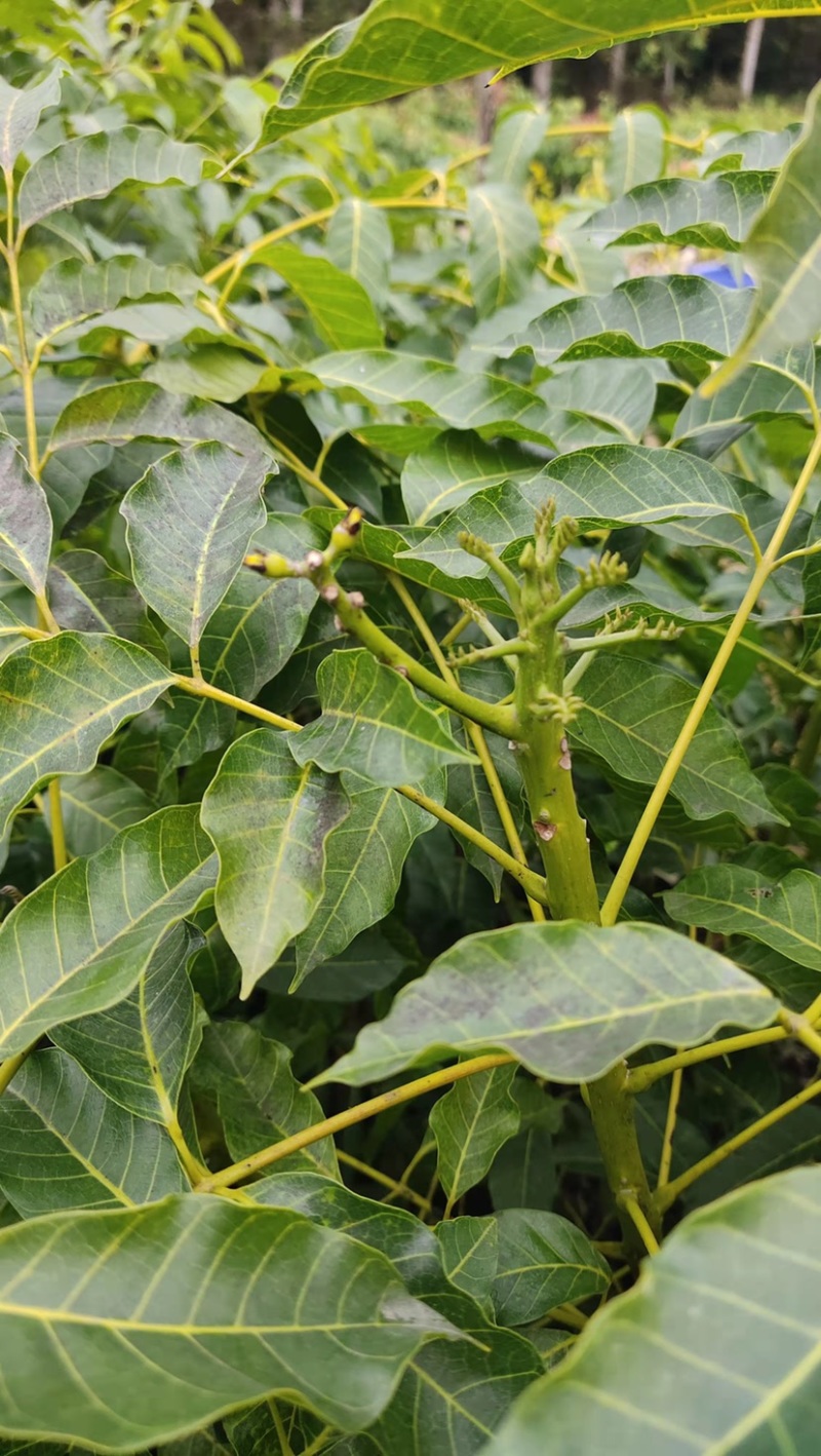 乌榄，黑橄榄杯苗，50高以上