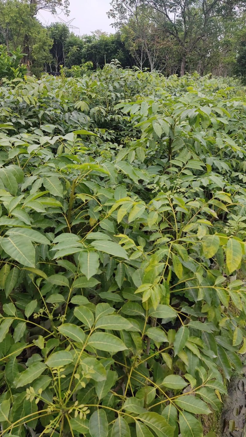 乌榄，黑橄榄杯苗，50高以上