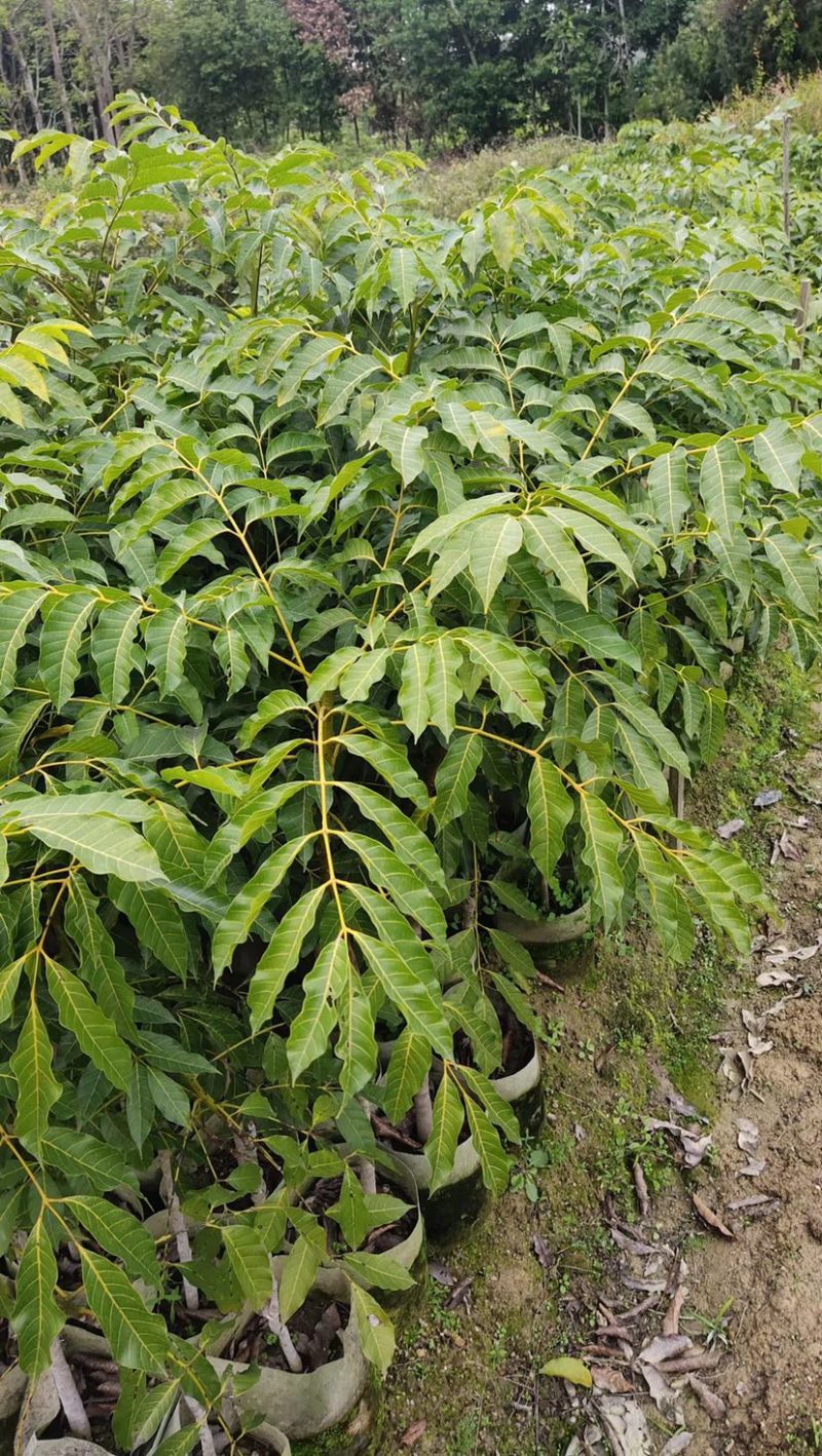 乌榄，黑橄榄杯苗，50高以上