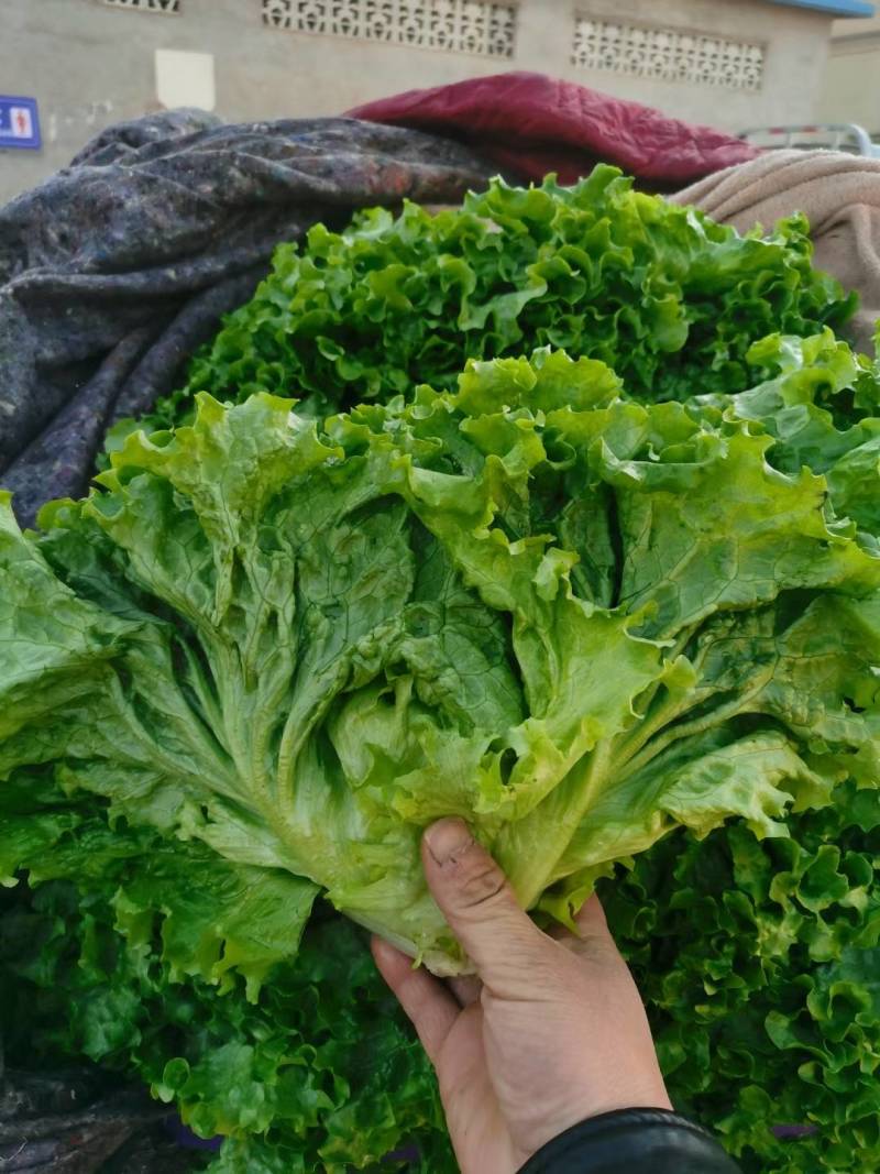 内黄县意大利精品生菜无黑点无疤表皮干净净菜毛菜上车耐运输