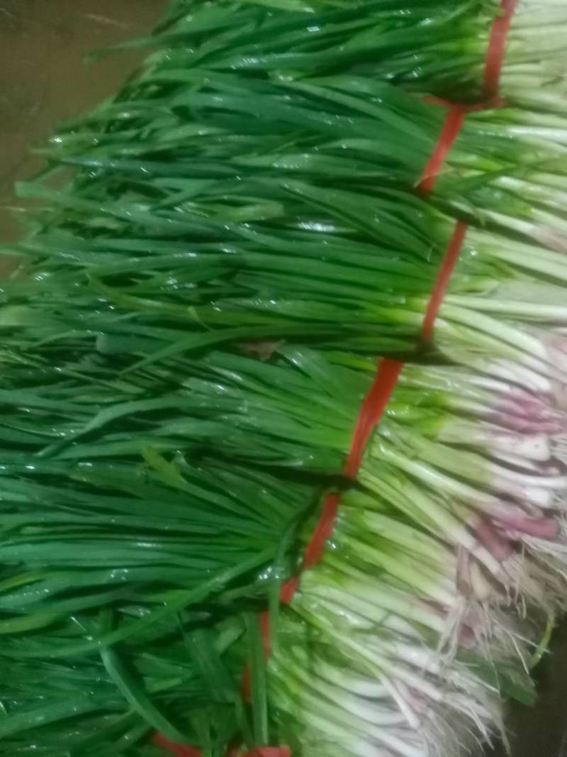 河南内黄四季蒜苗大量上市质量好价格低大小适中打捆网袋保鲜