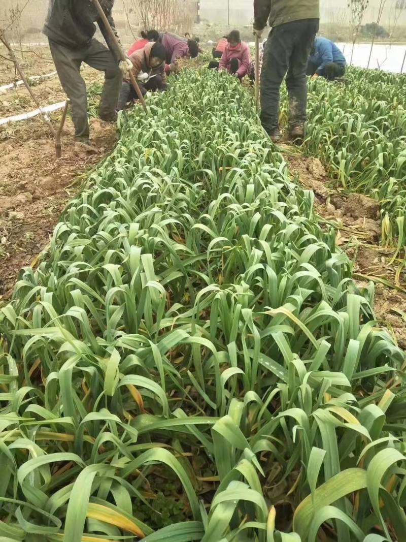 河南内黄四季蒜苗大量上市质量好价格低大小适中打捆网袋保鲜