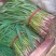 河南内黄四季蒜苗大量上市质量好价格低大小适中打捆网袋保鲜