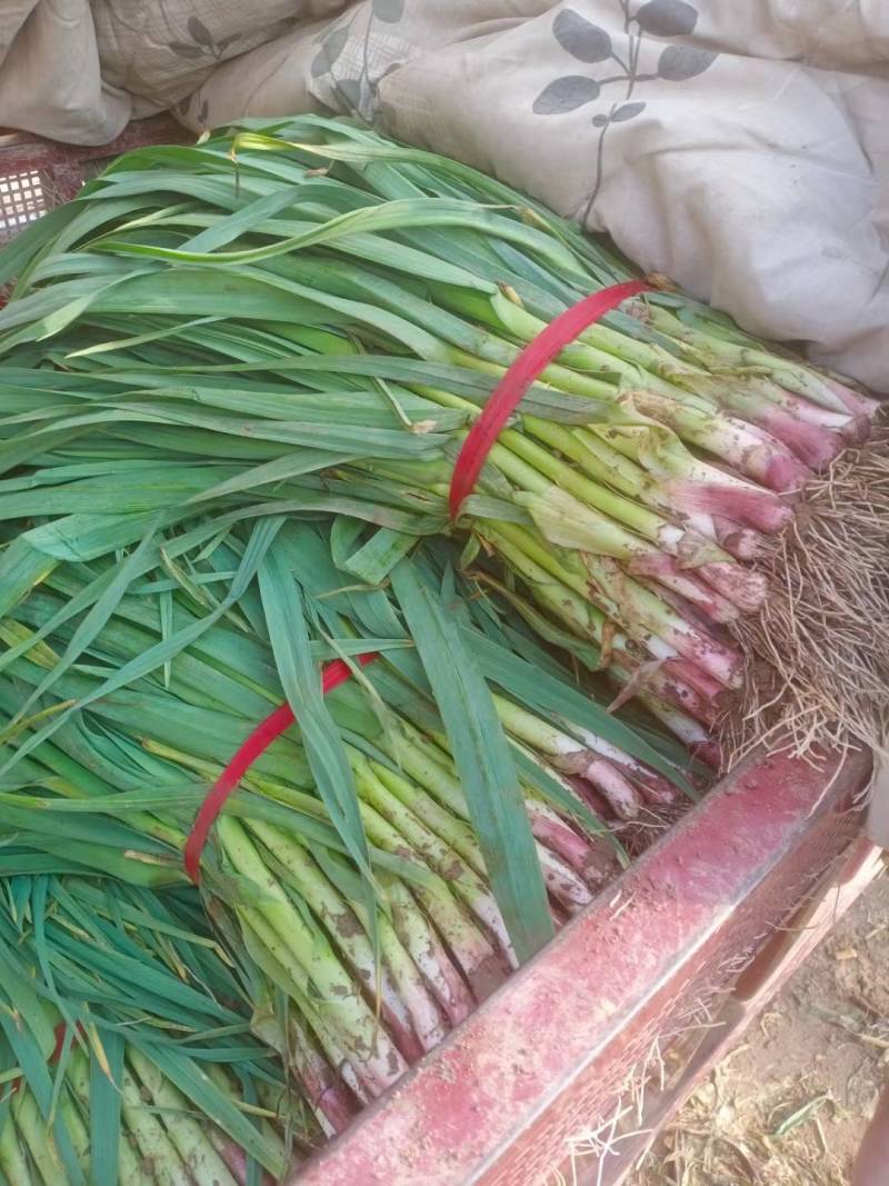 河南内黄四季蒜苗大量上市质量好价格低大小适中打捆网袋保鲜