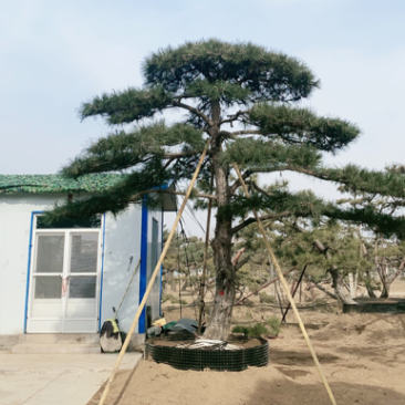 油松