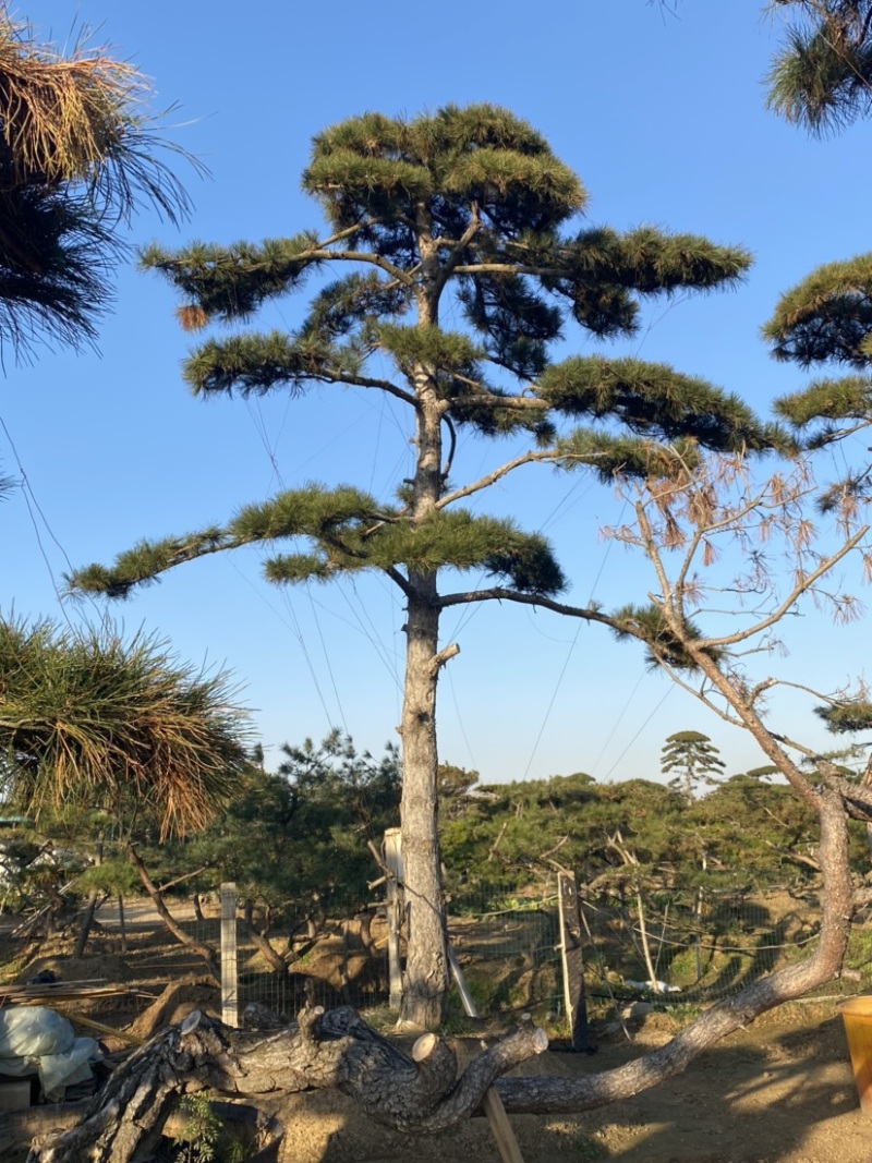 油松