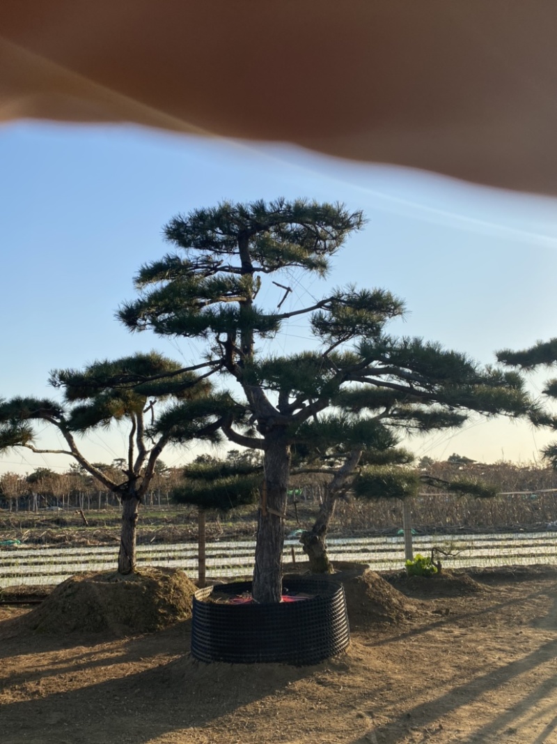 油松
