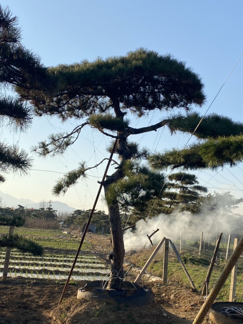 油松