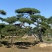 油松